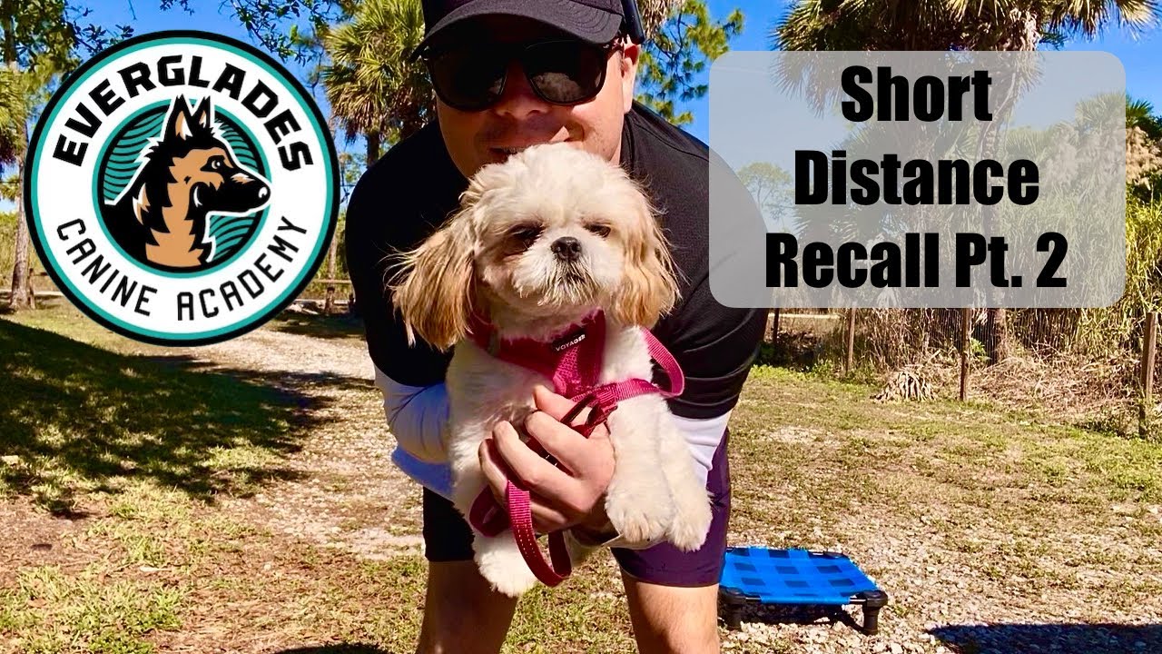 Short Distance Recall Pt. 2 | Shih Tzu | Dog Training | Naples FL