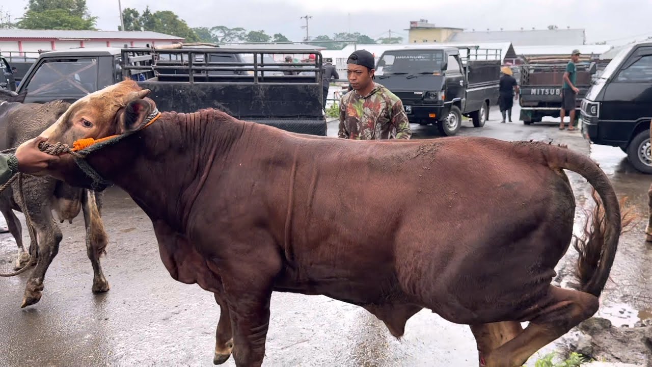 SAPI NGAMUK KESURUPAN 🔥
