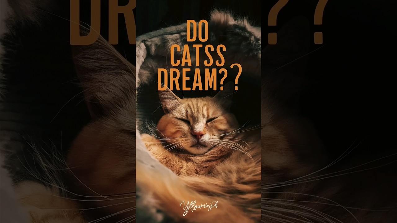 Do cats dream and have nightmares 