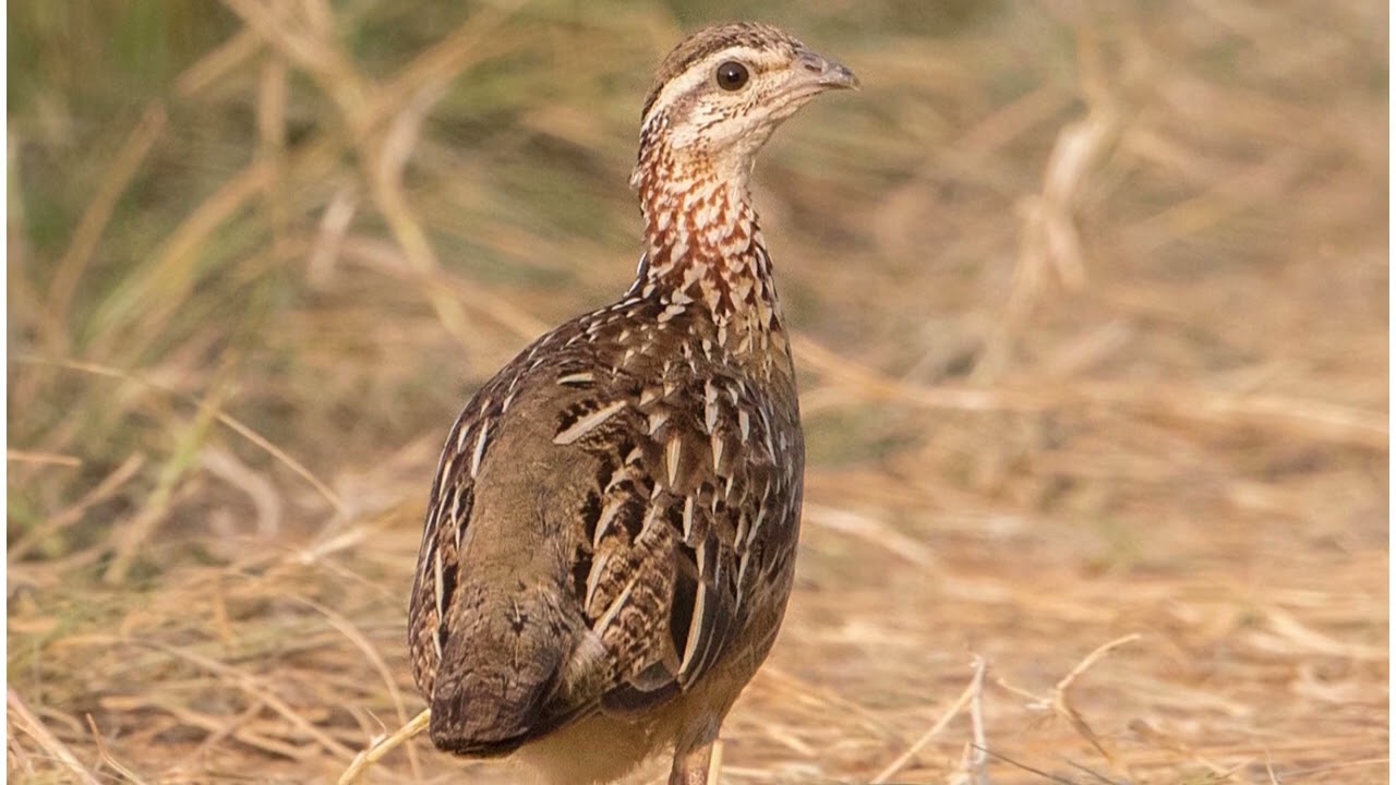 facts about Crested Francolin | Crested Francolin sound | 
