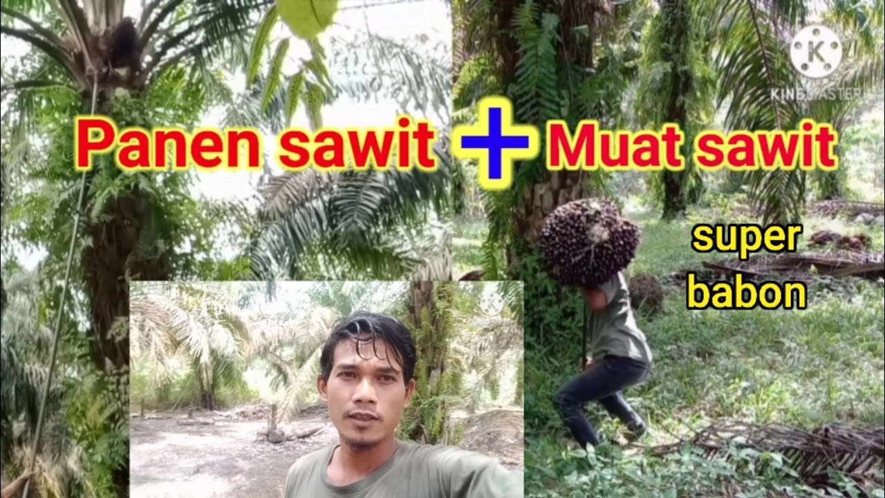 Panen sawit pokok tinggi,Buahnya super besar besar