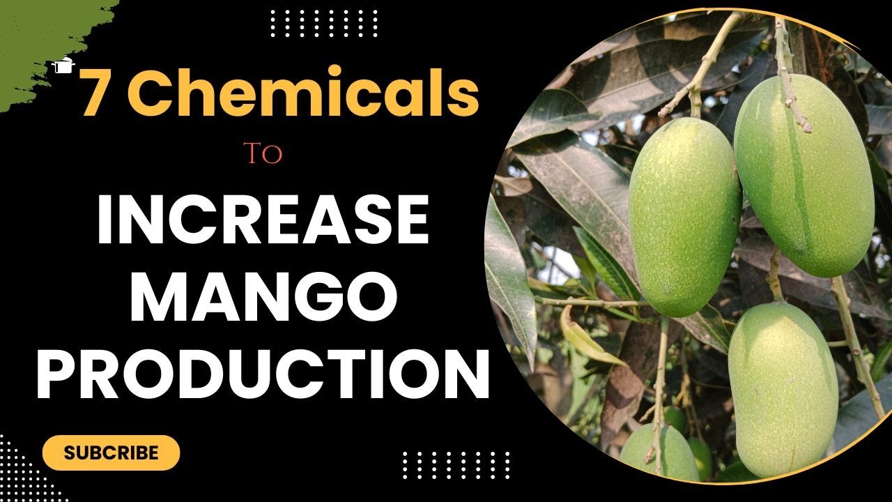 7 CHEMICALS THAT INCREASE MANGO PRODUCTION.
