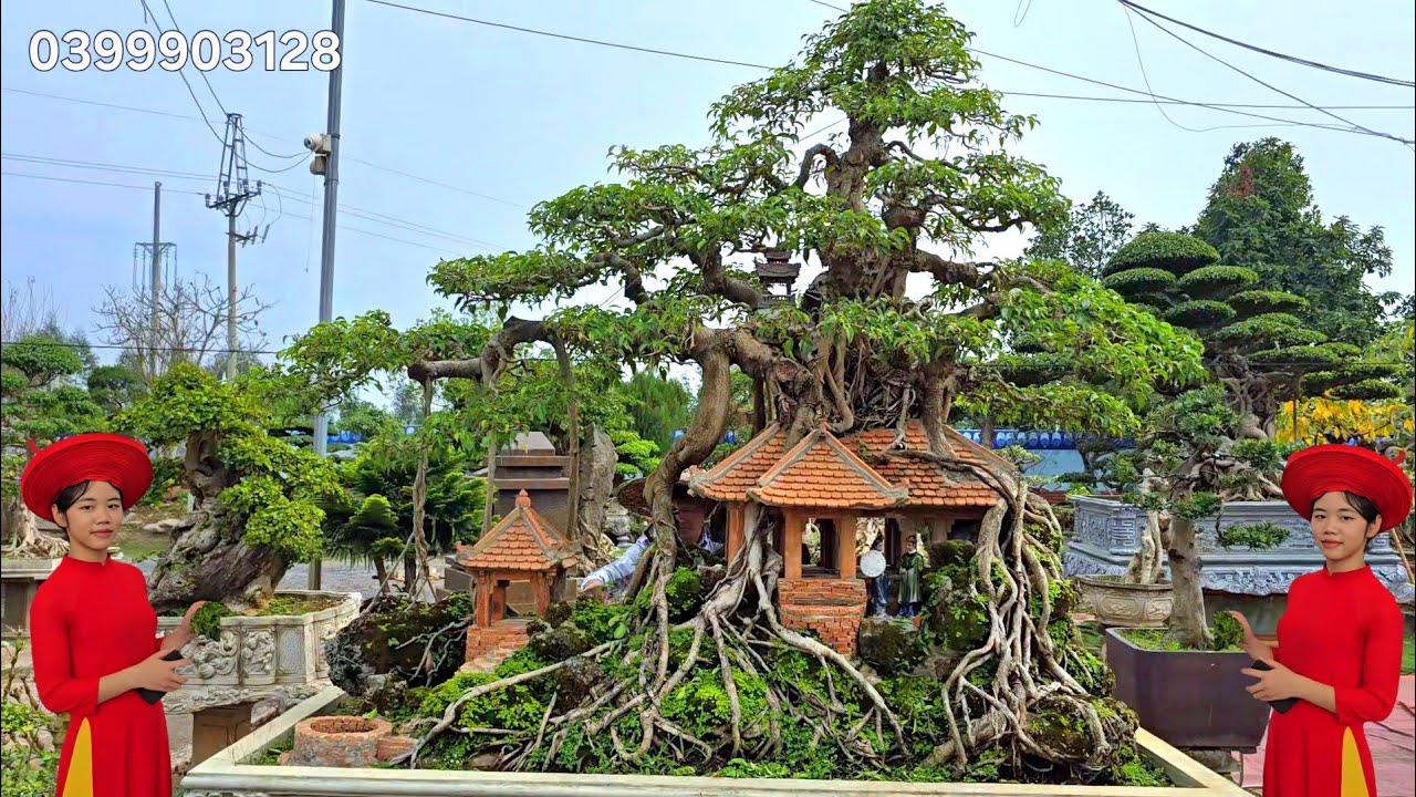 Anh trai báo giá cả vườn  !. Cây đẹp giá cả hợp lý quá 