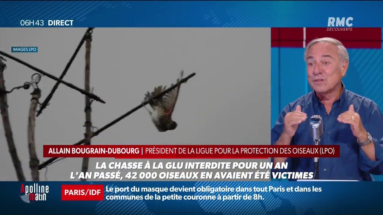 Macron interdit la chasse à la glu pour les grives et les merles cette année