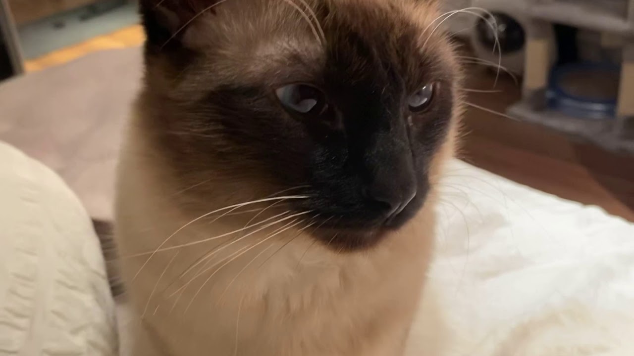 Kai the talkative Siamese