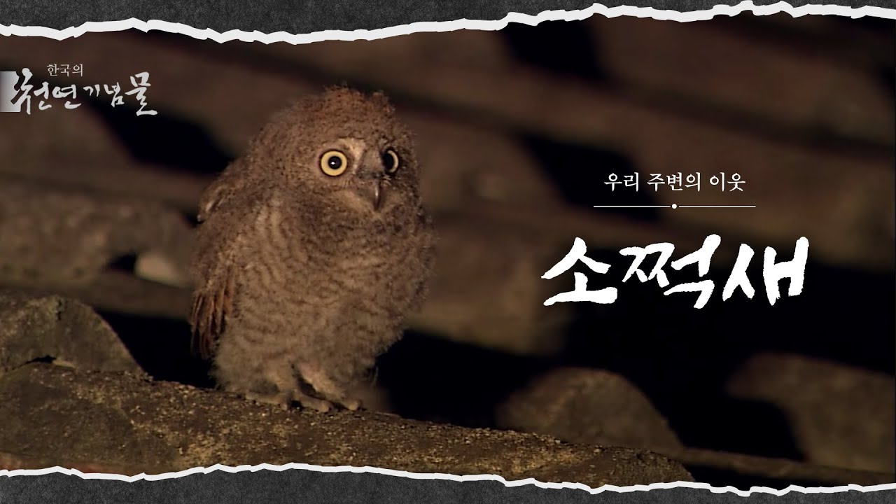 우리의 이웃, 소쩍새