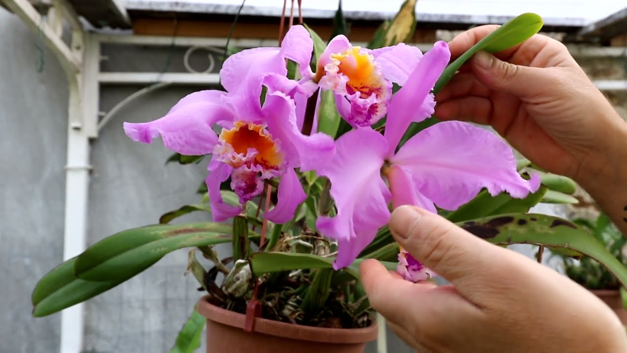 Cattleya mossiae, Orchidea meravigliosa!
