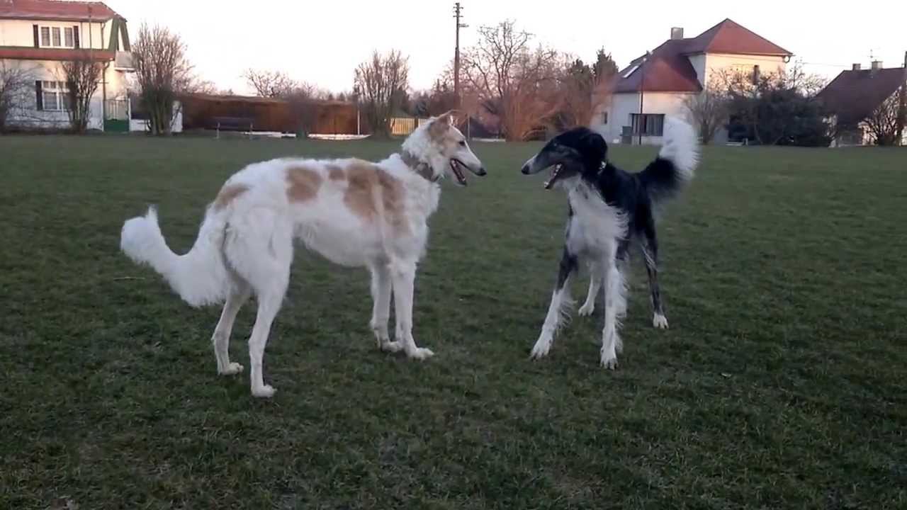 Borzois Aer&Toy - dancing and playing with great danes