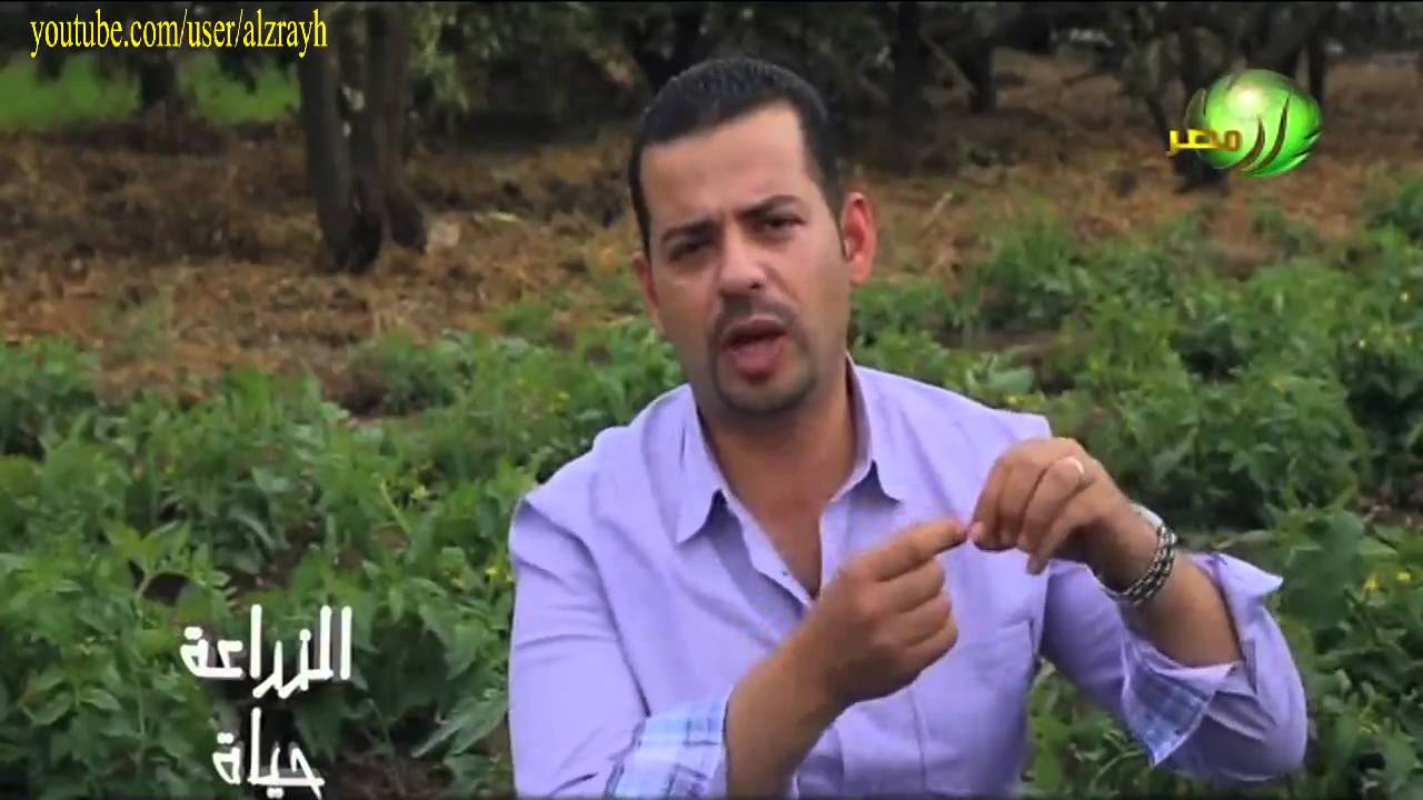 زراعة الطماطم برنامج الري والتسميد فى الاراضي السمراء ري بالغمر