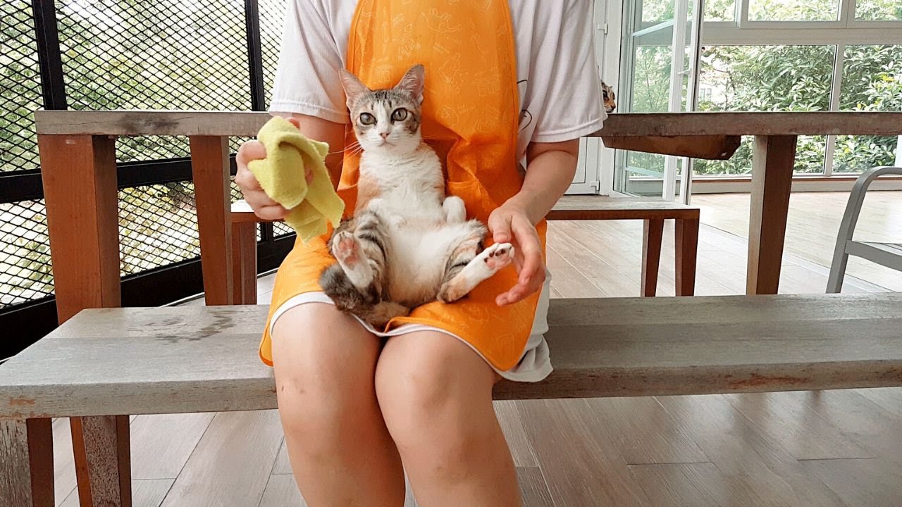 #43 Home Alone Morning Routine Of A Crazy Cat Mom | Mornings With My Cats