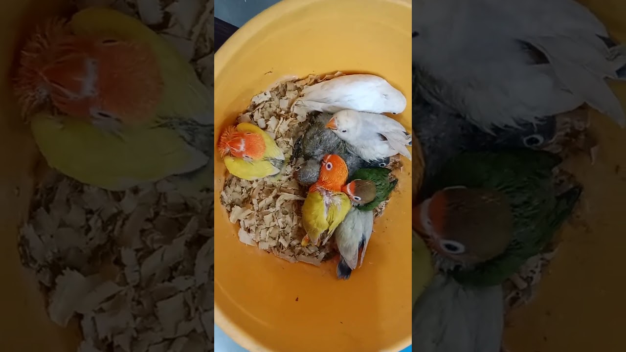 lovebird chicks #chicksfeed #viral #lovebird #palefellow #goldenbird #lovebirdbeauty#lovebirdsociety