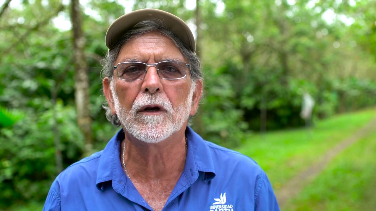 Sistema agroforestal de banano orgánico como estrategia al cambio climático