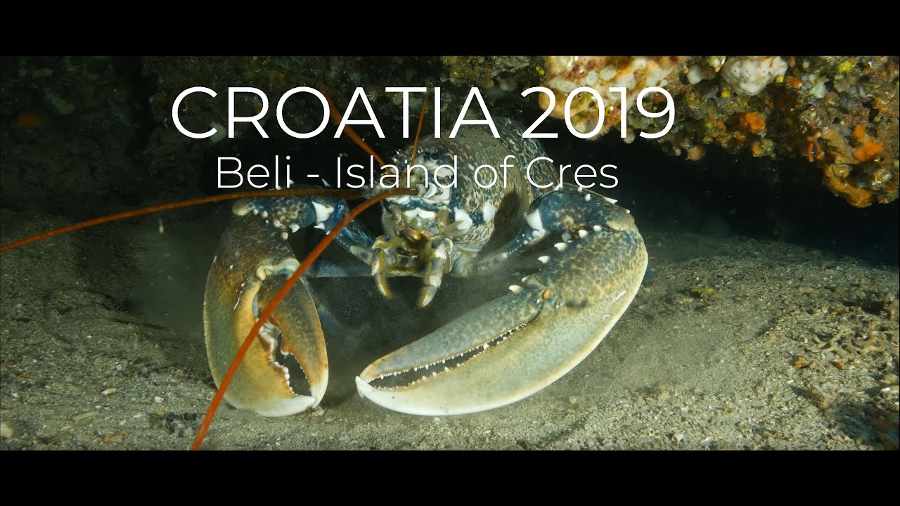 Scuba Diving Croatia 2019 - Beli (Island of Cres) - Tauchen in Kroatien 2019 (4k)