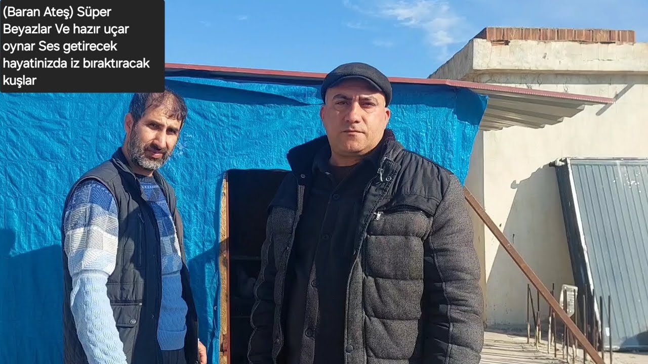 Baran Ateş Süper Beyazlar Ve Aklınızda iz bırakacak Hazır kuşlar Salı Akşamı saat 21:00 Mezatimizd