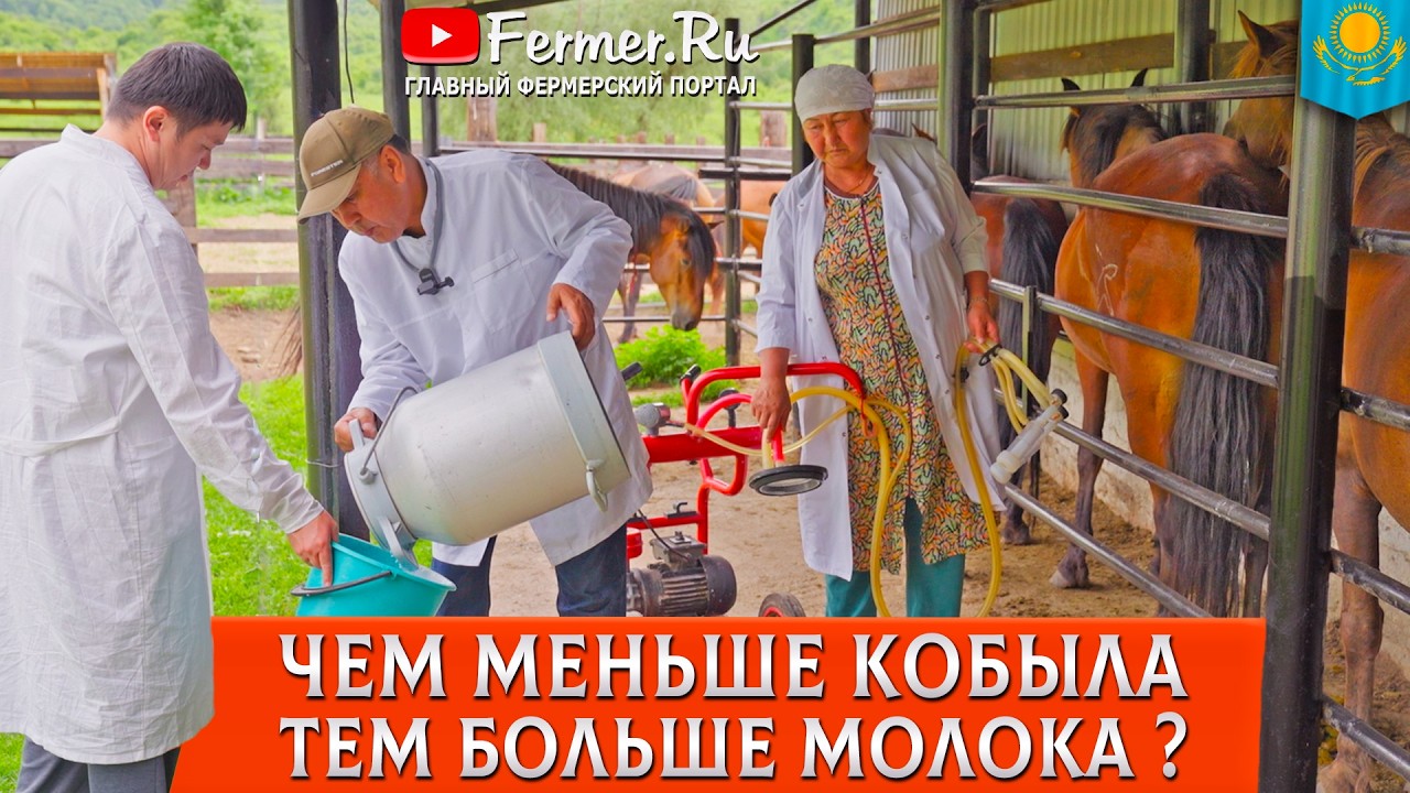 🐎Молочное коневодство в Казахстане|Дойка кобыл, промеры вымени и научные исследования|Кумысная ферма