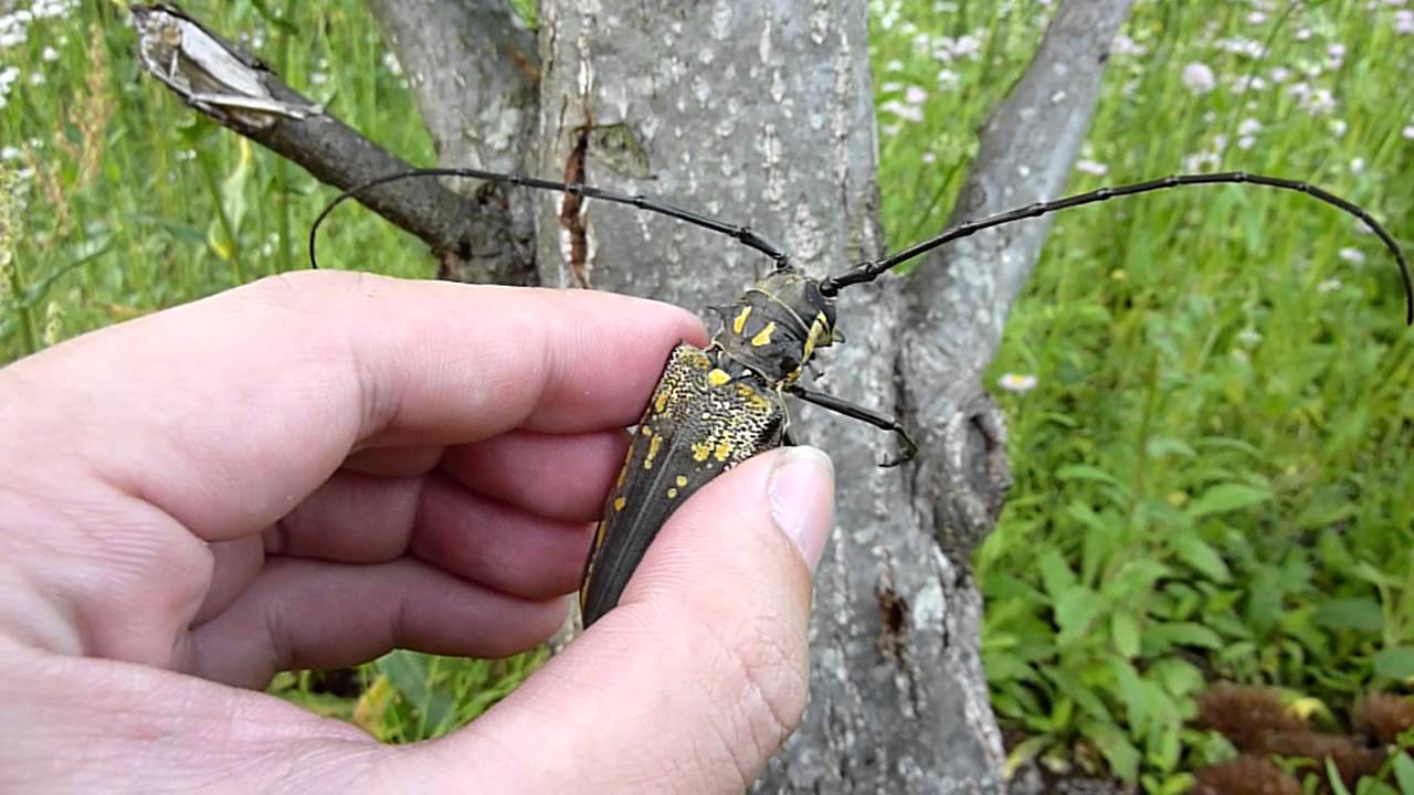 シロスジカミキリの威嚇音 Batocera lineolata(Longhorn beetle)'s Intimidation sound