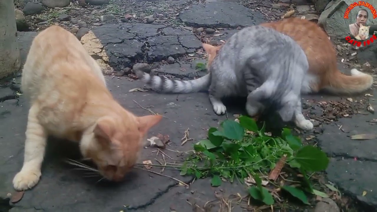 Menemukan Pohon Kesukaan Kucing🐱😽🐱😽 #catlovers #catshorts  #catvideos #cutecats #kucing #catlove 