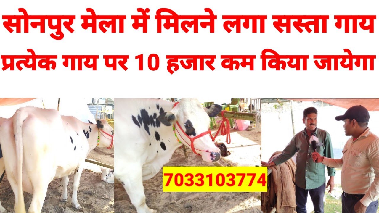सोनपुर मेला में मिलने लगा सस्ता गाय प्रत्येक गाय पर 10 हजार कम किया जायेगा | #sonpurmela2023