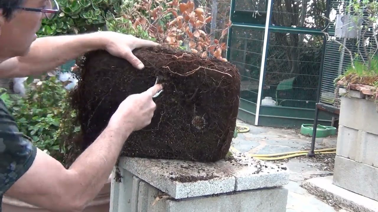 Haya agarrada a piedra