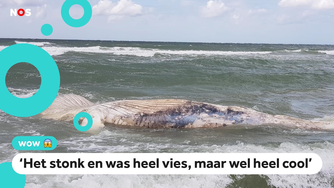 Aangespoelde bultrug onderzocht en opgeruimd