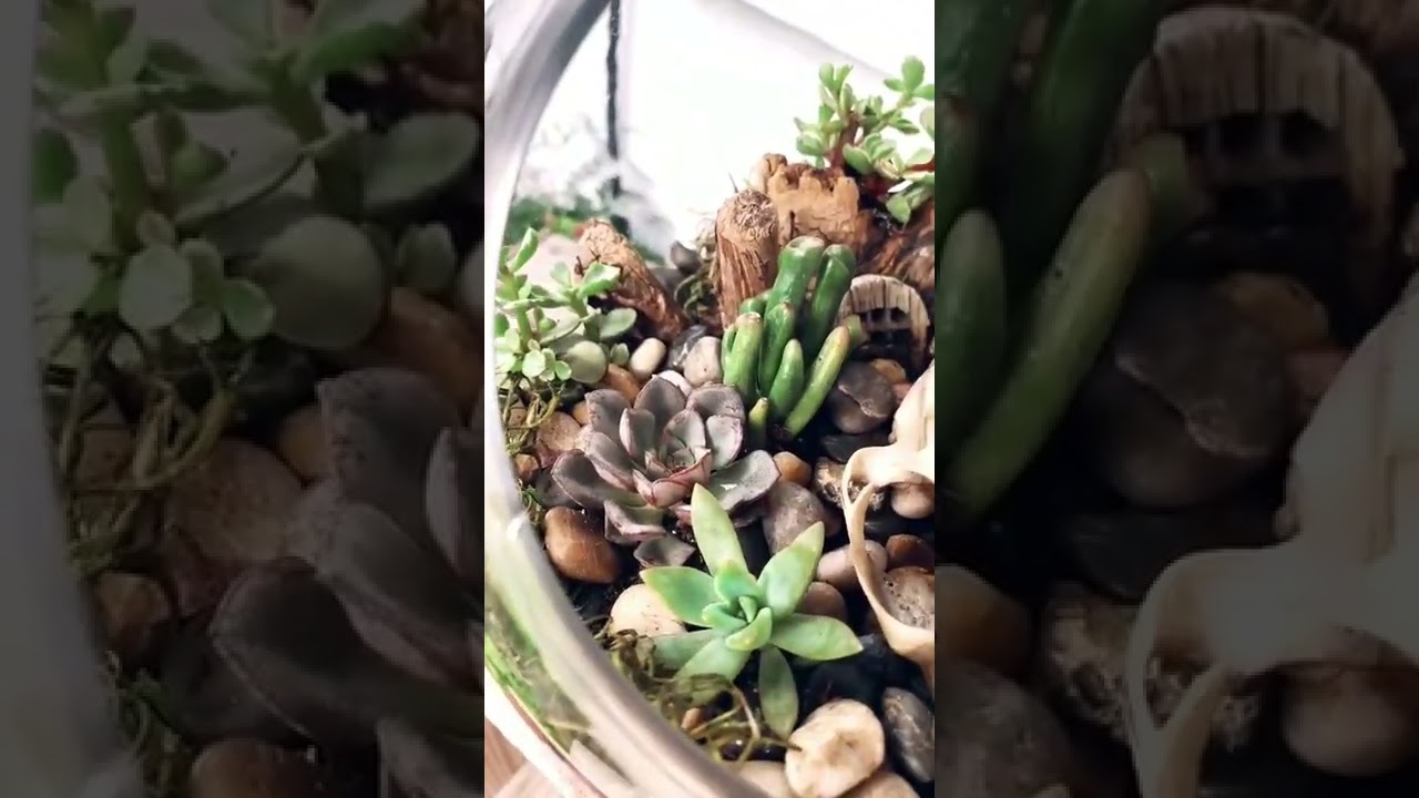 Aprenda a ganhar Renda Extra montando Terr&aacute;rios de Suculentas e Cactos em casa.