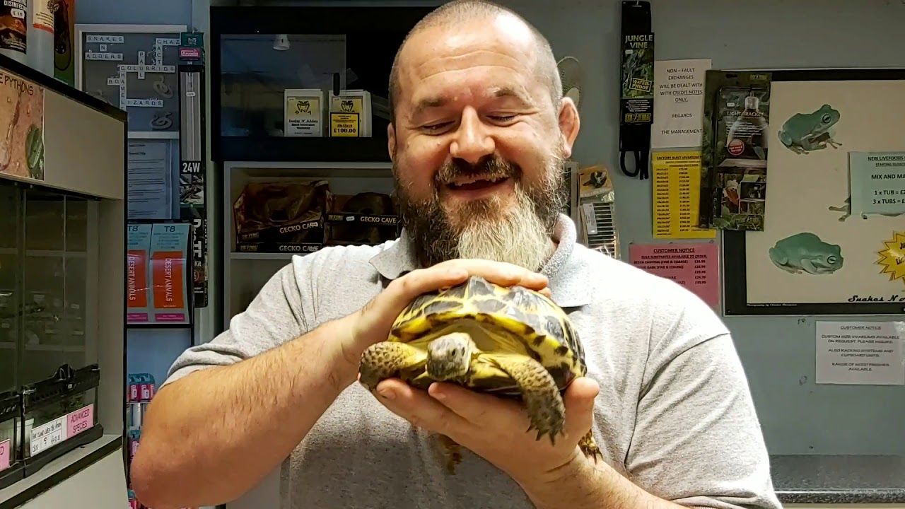 S'N'A Introducing Series: Episode 36 - Horsefield's Tortoise (Agrionemys horsefieldii horsefieldii)