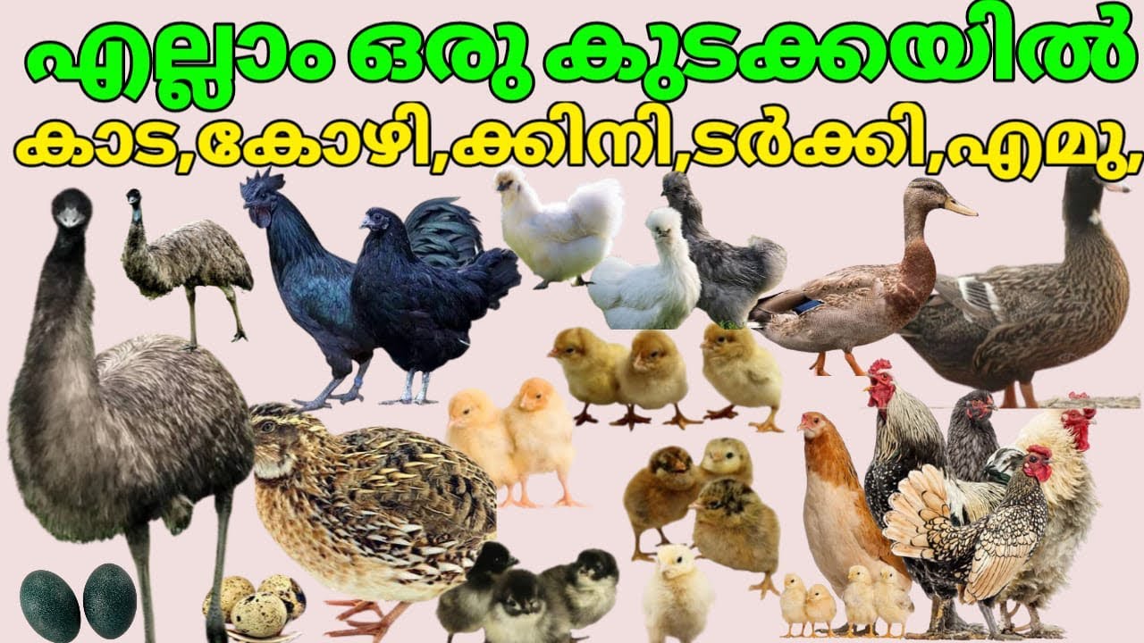 എല്ലാ ഐറ്റം കോഴികളും ഇവിടെ കിട്ടും. 9847294330  All item chickens are available here.