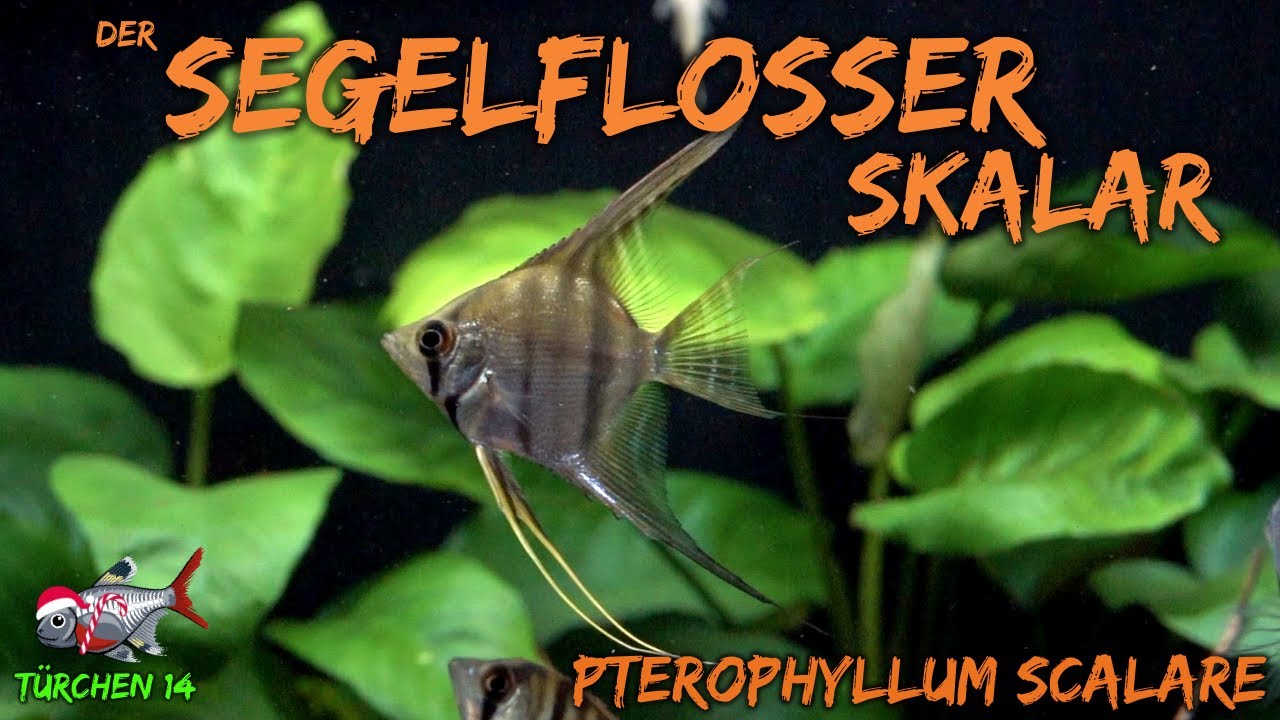 Der Segelflosser / Skalar - Pterophyllum scalare | ADVENTdicted! Adventskalender | Türchen 14