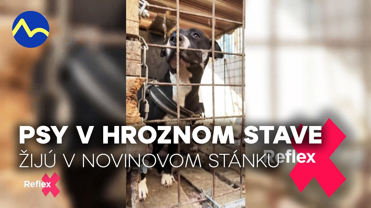 Psy žijú v starom novinovom stánku 3. časť - Kristína Kövešová | Reflex