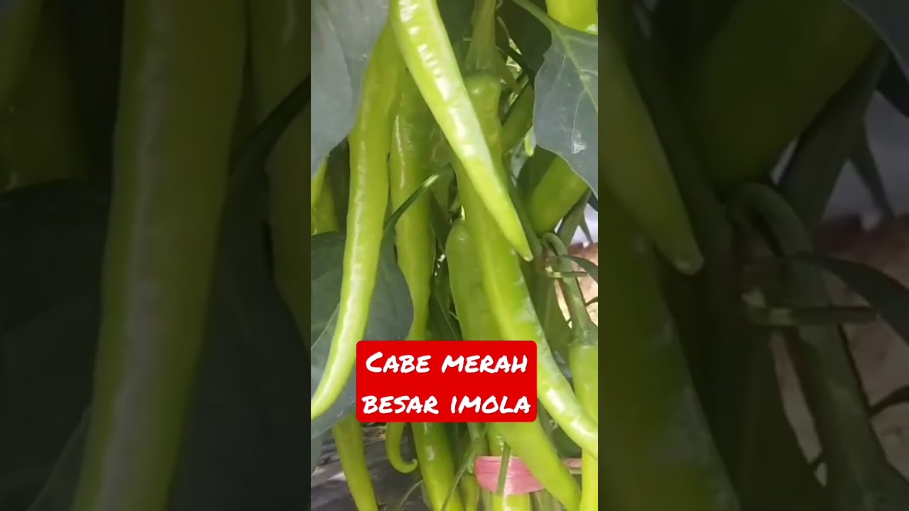 Cabe Imola