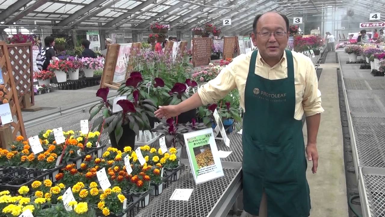 2016 千葉パックトライアル M&B Flora フレンチマリーゴールド ホットパック