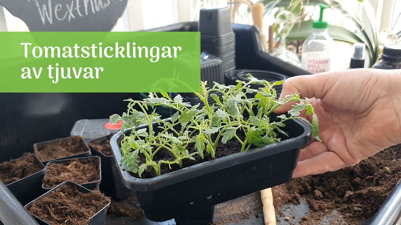 Fler tomatplantor av tjuvar