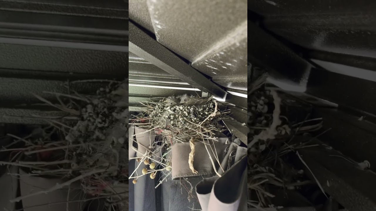 #nature #birdmum #cuteanimals #birdparents #cute #cutebirds #satisfying #beautifulriver #cutepets