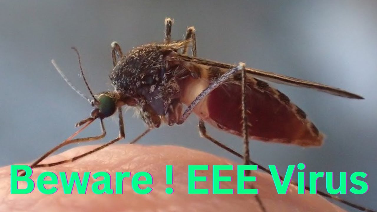 Eastern Equine Encephalitis (EEE) || Beware EEE Virus | EEE Virus #EEE #eee