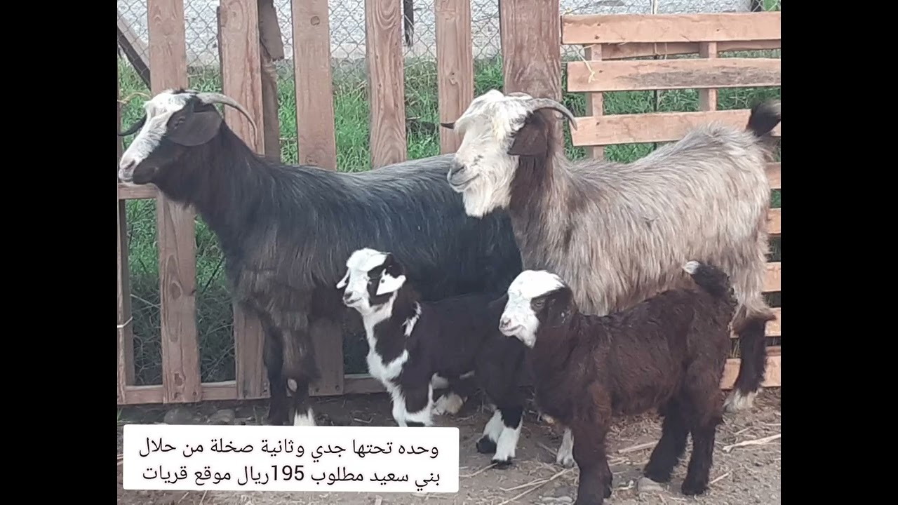٦ مارس ٢٠٢٦