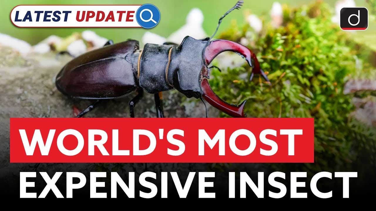 World&rsquo;s Most Expensive Insect | Stag Beetle | Latest Update | Drishti IAS English