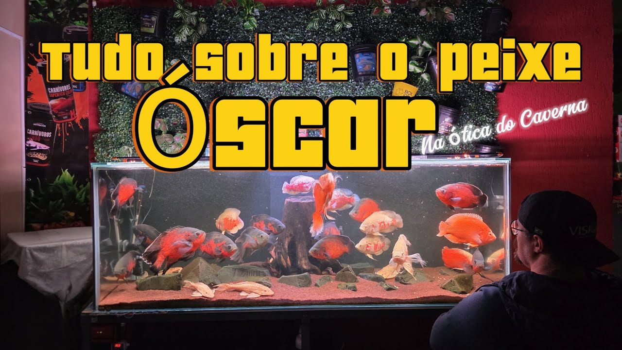 Tudo sobre o peixe Óscar! Tudo mesmo, na visão do Caverna! Saiba onde começar no aquarismo!