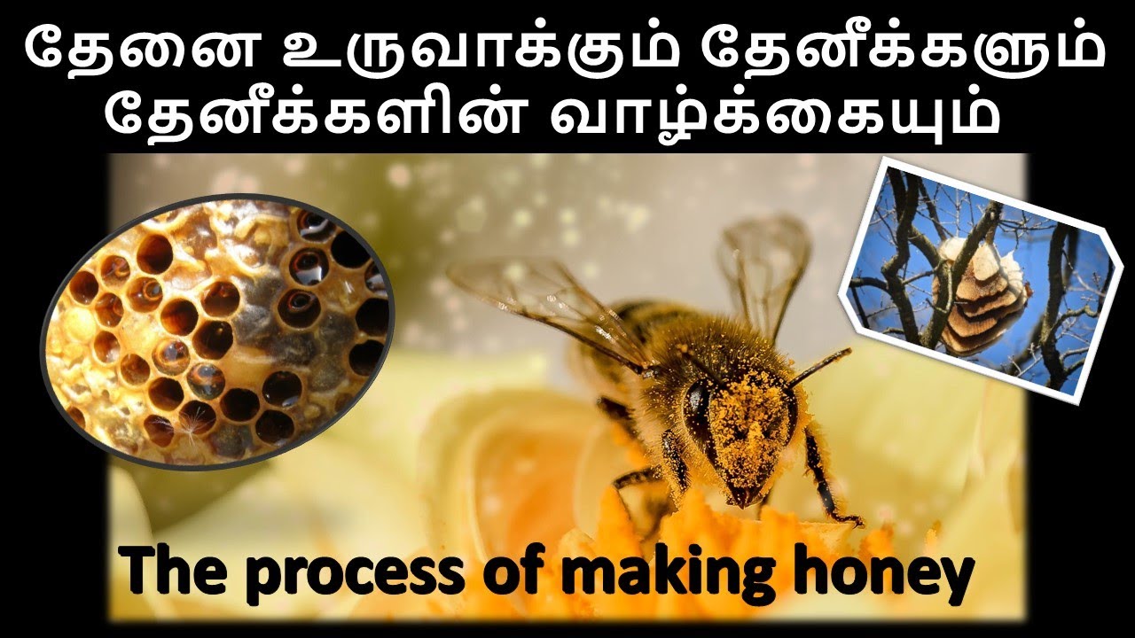 Interesting facts about bee Tamil l தேனீக்கள் பற்றிய சுவாரஸ்யமான பதிவு l honeybee facts in Tamil
