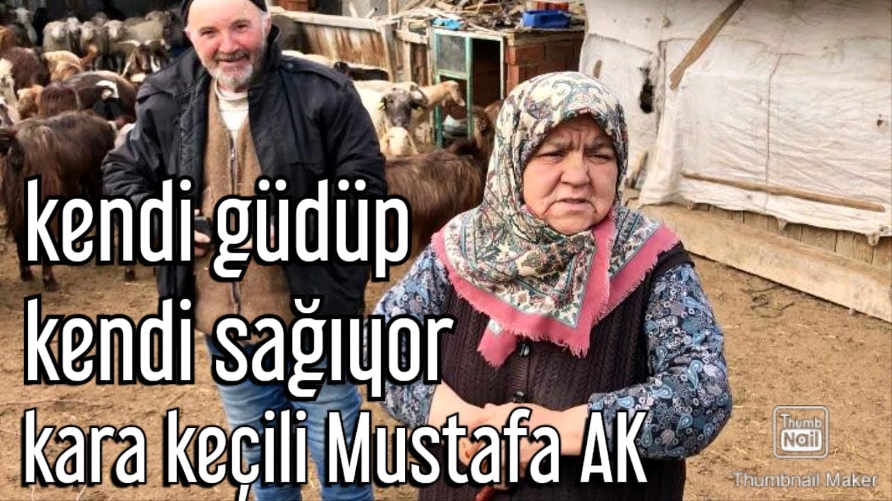 KEÇİLERİNİ KENDİ GÜDÜYOR KENDİ SAĞIYOR, KEÇİ AŞKI YAŞTA SINIR TANIMIYOR
