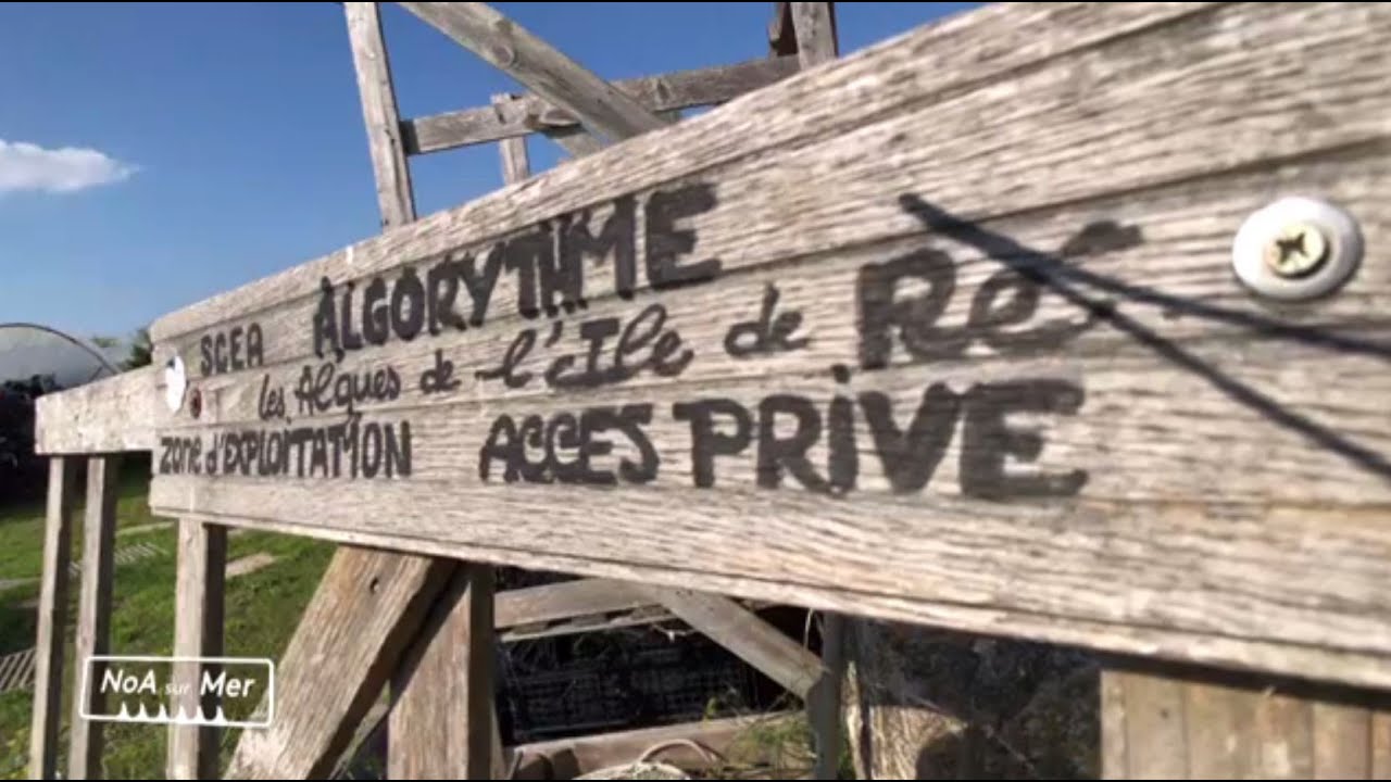 NoA sur Mer #17 à l'île de Ré : les paysans de la mer