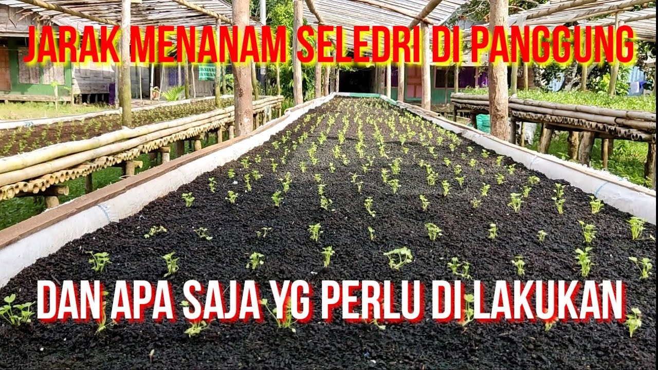 Jarak menanam seledri di panggung dan apa saja yg di perlukan