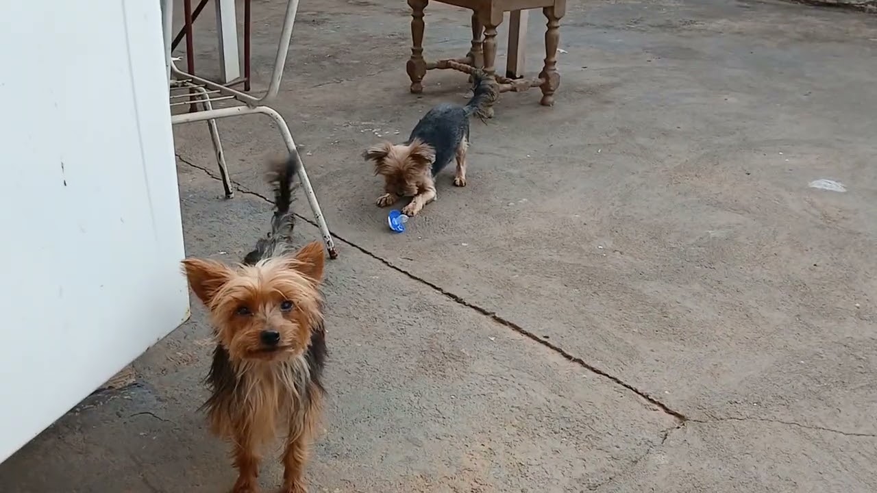 MEU YORKSHIRE TERRIER AMA BRINCAR COM A CHUPETA | TUDO SOBRE A RAÇA YORKSHIRE TERRIER 