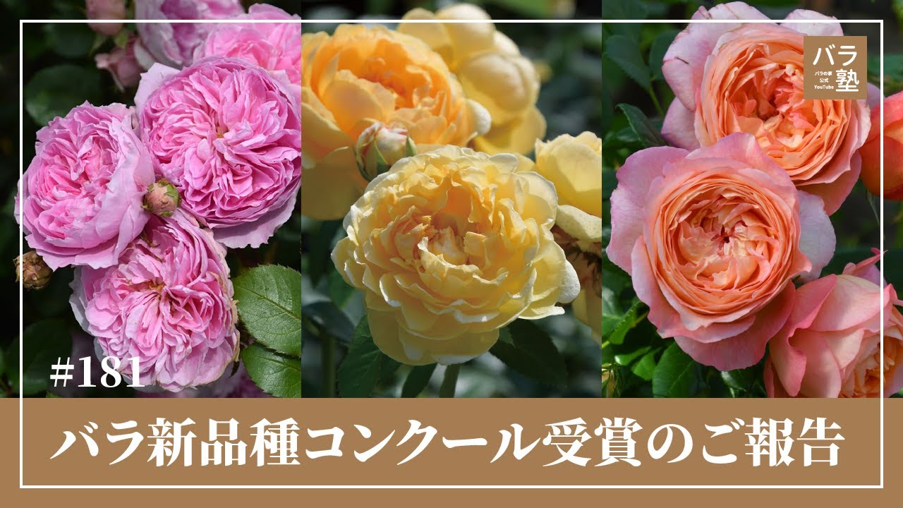 #181 バラ新品種コンクール受賞のご報告