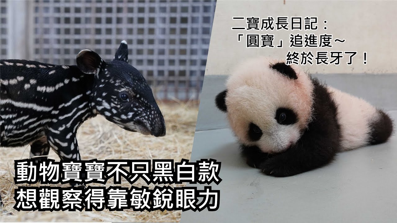 動物寶寶不只黑白款，想觀察得靠敏銳眼力/二寶成長日記：二寶成長日記(Day87) Giant Panda Second Cub's Journal