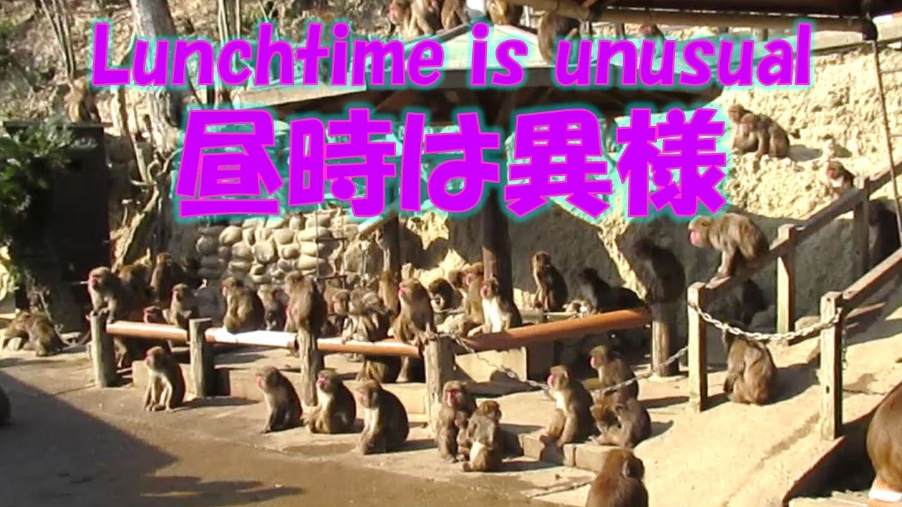 昼時は異様 Lunchtime is unusual 葉ッピー動物園2222 淡路島モンキーセンター 兵庫県
