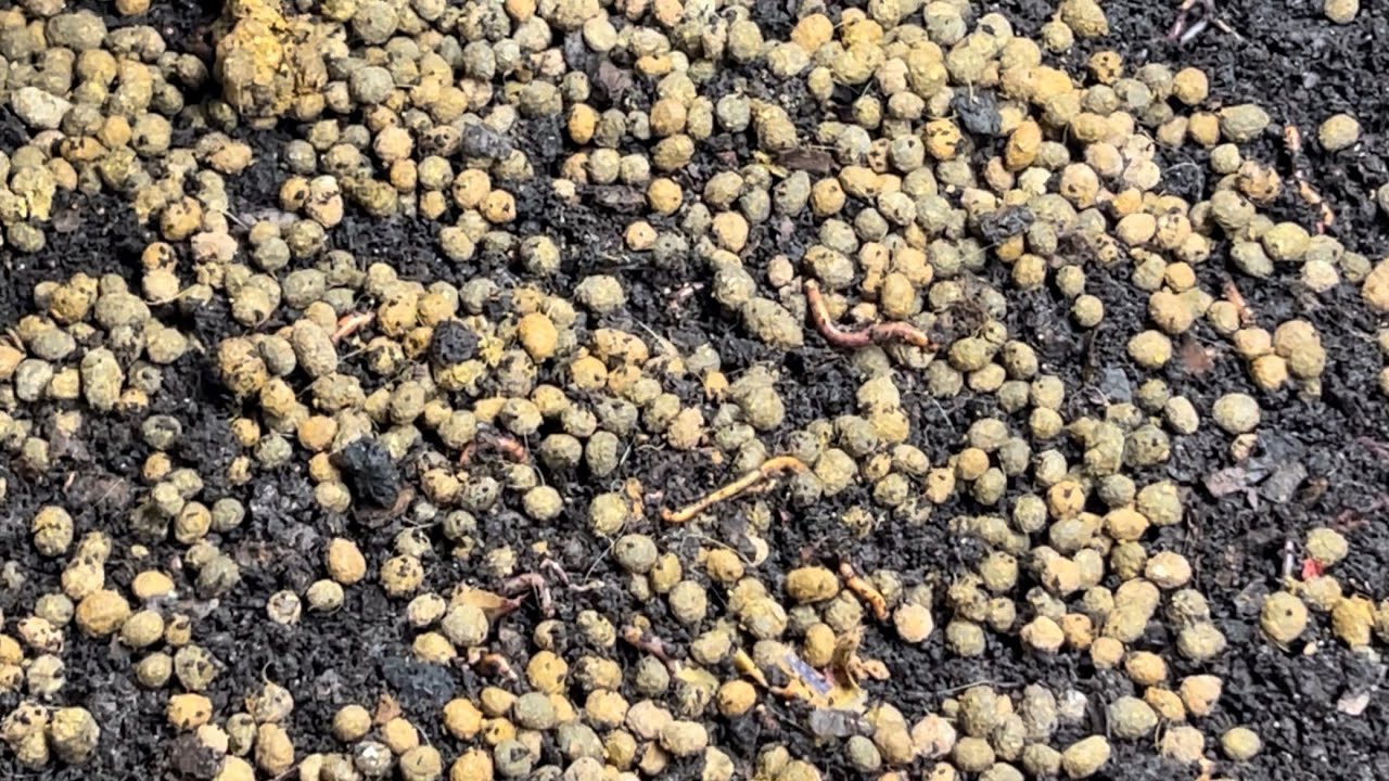 Feeding Rabbit Manure to the Worms with 48 Hour Check In 
