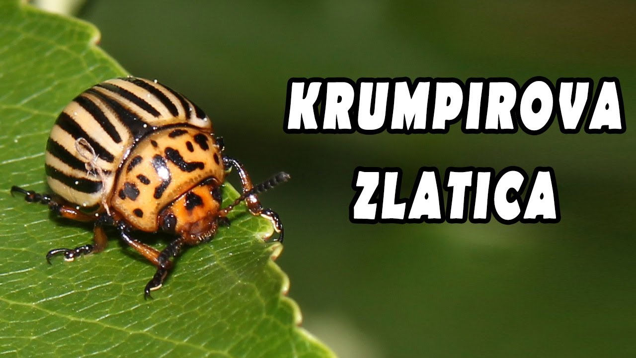 Krumpirova zlatica - Prirodna za&scaron;tita krumpira