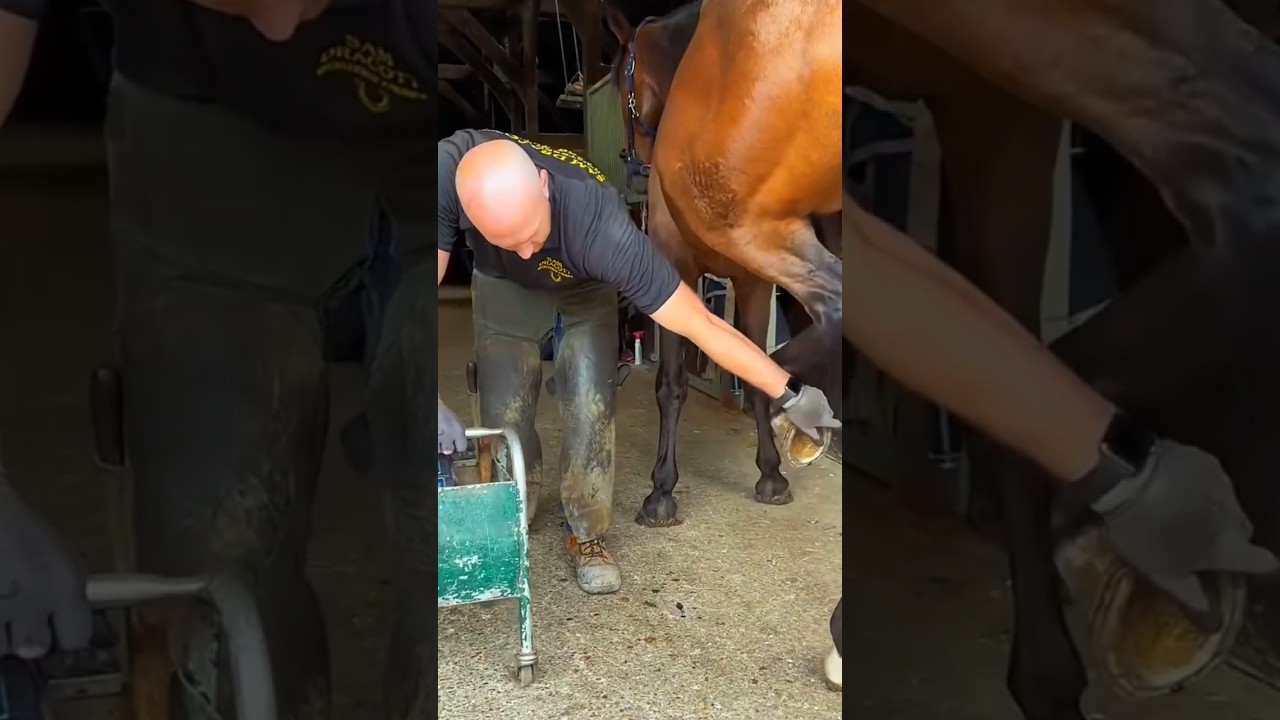 😱 Horse in Pain Until Proper Hoof Treatment Saved Him 🐎