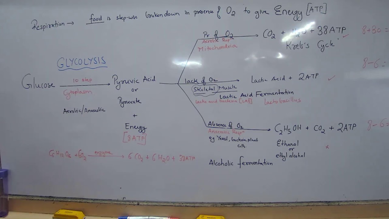 NRL23 - IX ICSE  BIO RSM 05/07/2022