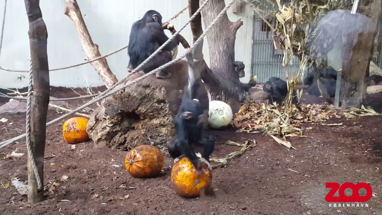 Chimpanser får græskar fra Halloween | Copenhagen Zoo
